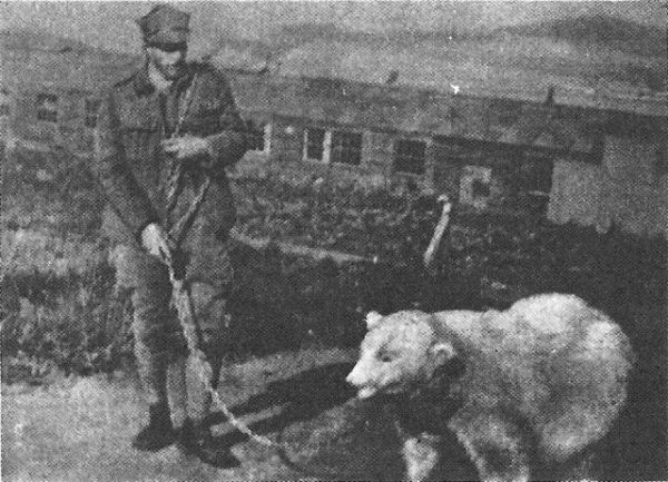 Słynny niedźwiedź Wojtek wcale nie był pierwszy! Szlaki w polskim wojsku przetarła Baśka.