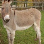 Potulne zwierzątko czy niebezpieczne narzędzie tortur? Potulne zwierzątko czy niebezpieczne narzędzie tortur?