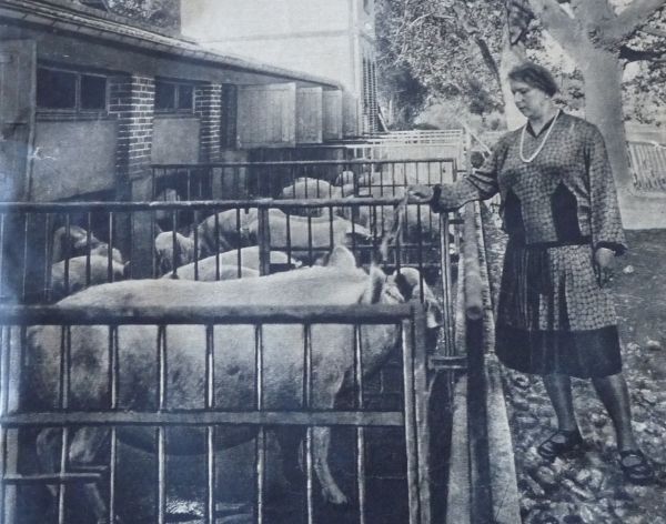 Hrabina Ciunkiewiczowa karmi świnie w swoim francuskim majątku.