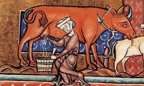 Niełatwe było życie krowy w średniowieczu.