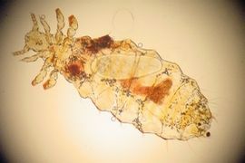 wesz-fot.-Maksim-lic.-CC-ASA-3.0